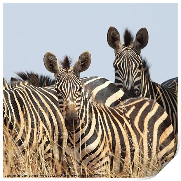 Zebras Print by Carole-Anne Fooks