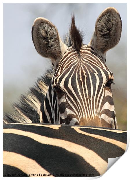 Zebra Portrait Print by Carole-Anne Fooks