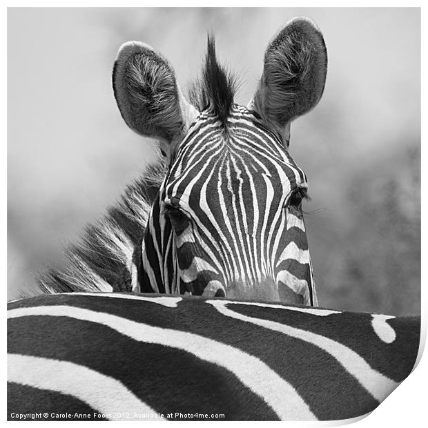 Zebra in Black and White Print by Carole-Anne Fooks