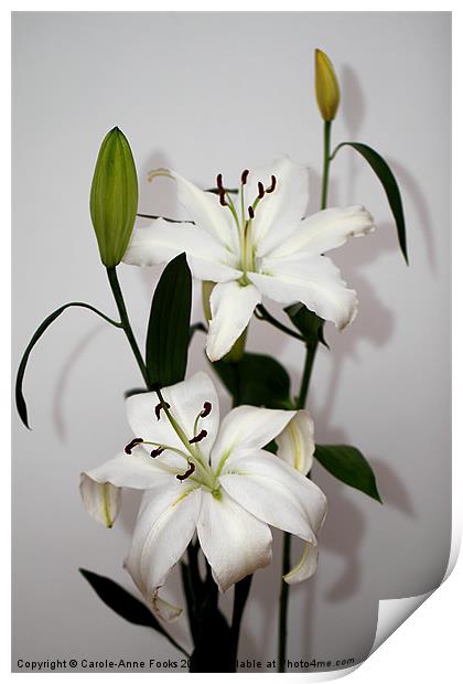 White Lily Spray Print by Carole-Anne Fooks