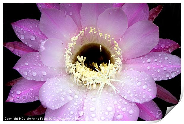 Pink Cactus Flower in the Rain Print by Carole-Anne Fooks