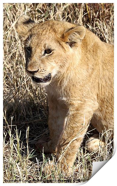 African Lion Cub Print by Carole-Anne Fooks