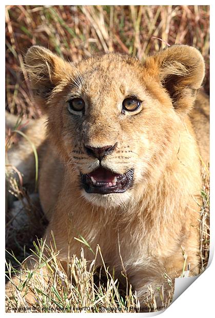 African Lion Cub Resting Print by Carole-Anne Fooks