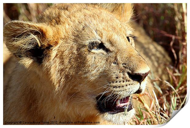 African Lion Cub Portrait Print by Carole-Anne Fooks