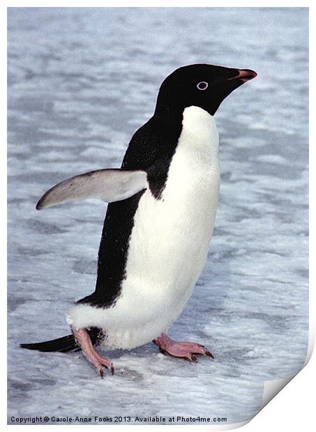 Adelie Penguin, Antarctica Print by Carole-Anne Fooks
