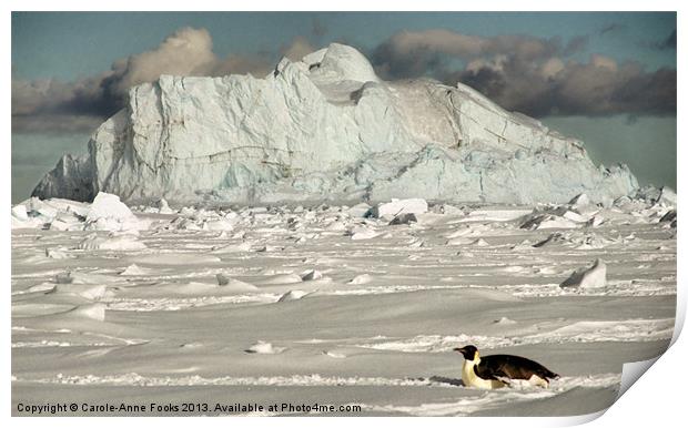 Emperor Penguin Cape Washington Antarctica Print by Carole-Anne Fooks