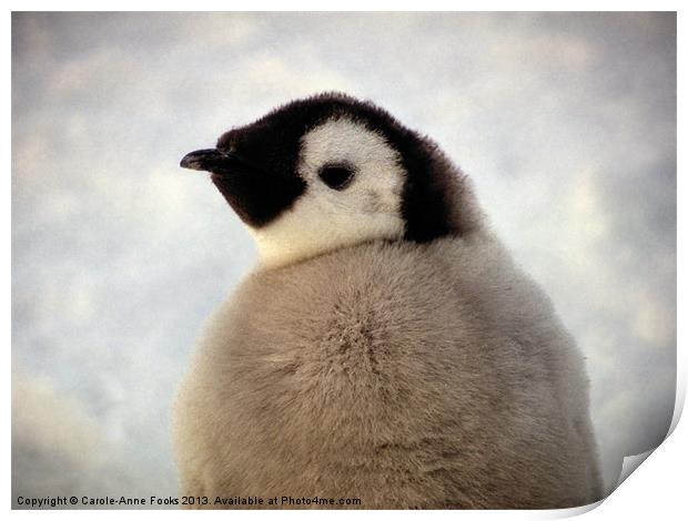 Emperor Penguin Chick Portrait Antarctica Print by Carole-Anne Fooks