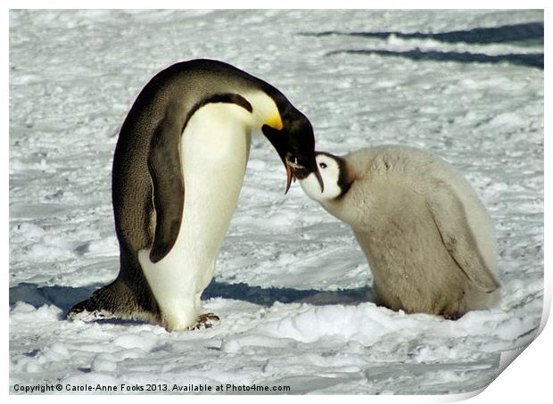 Emperor Penguin Feeding Chick Print by Carole-Anne Fooks