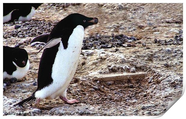 Adelie Penguin Cape Adare Antarctica Print by Carole-Anne Fooks