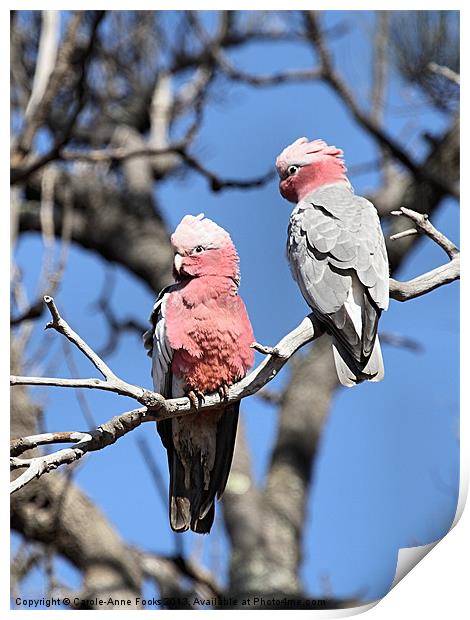 Galahs (Cacatua roseicapilla) perching Print by Carole-Anne Fooks