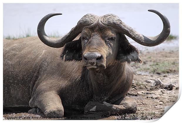 African Buffalo Kenya Print by Carole-Anne Fooks