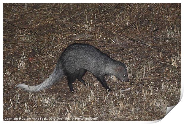 White-Tailed Mongoose Kenya Print by Carole-Anne Fooks