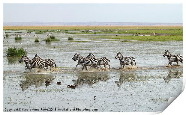 Zebra Crossing Kenya Print by Carole-Anne Fooks