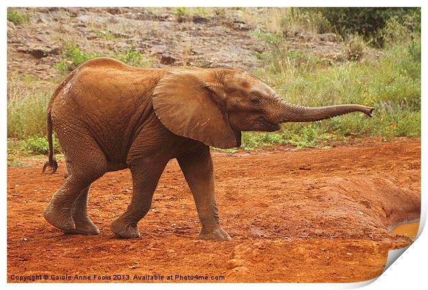 Little Elephant Looking For Food Print by Carole-Anne Fooks