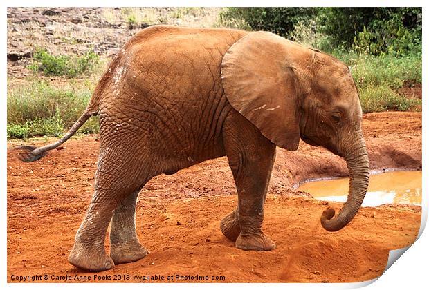 Baby Elephant Kenya Print by Carole-Anne Fooks