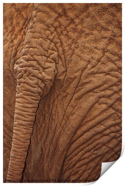 Baby Elephants Tail Print by Carole-Anne Fooks