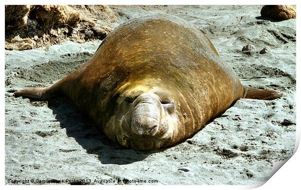 Bull Southern Elephant Seal Basking on the Beach Print by Carole-Anne Fooks