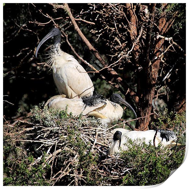 Australian White Ibis Nesting Print by Carole-Anne Fooks