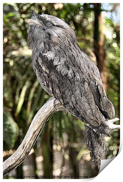 Tawny Frogmouth in Profile Print by Carole-Anne Fooks