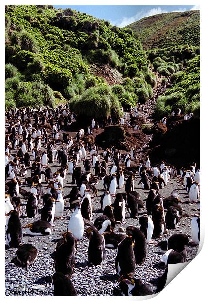 Royal Penguin Highway Print by Carole-Anne Fooks