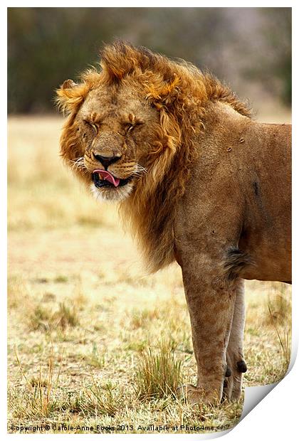 Mmmm...nice! Lion After Copulation Print by Carole-Anne Fooks