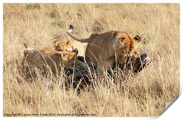 Lions Moving a Wildebeest Kill Print by Carole-Anne Fooks