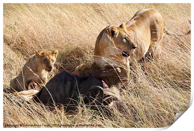 Lions with Wildebeest Kill Print by Carole-Anne Fooks