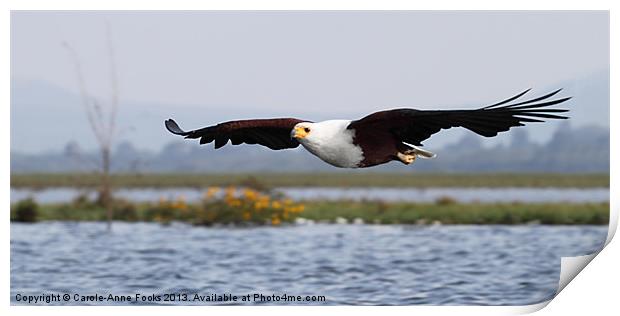 African Fish Eagle Swooping Print by Carole-Anne Fooks