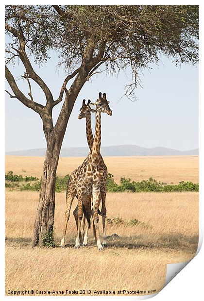 Maasai Giraffe Males Necking Print by Carole-Anne Fooks