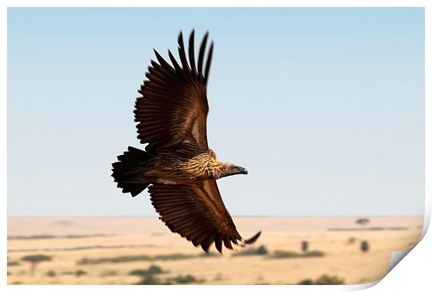 White-backed Vulture in Flight Print by Carole-Anne Fooks