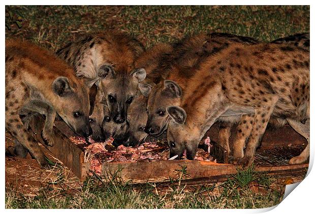 Spotted Hyena Scavenging at Night Print by Carole-Anne Fooks
