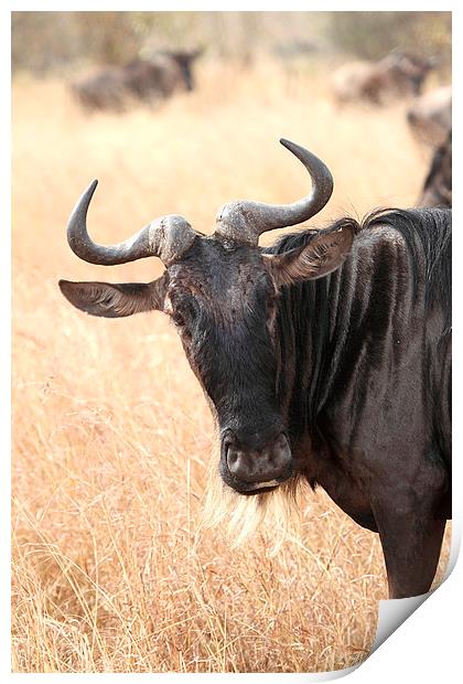 Wildebeest Portrait Print by Carole-Anne Fooks