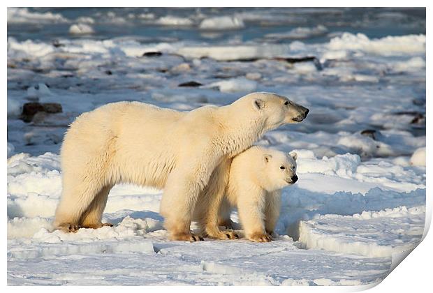 Standing Guard Over Her Cub, Churchill, Canada Print by Carole-Anne Fooks