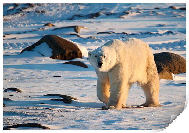 Large Male Polar Bear Print by Carole-Anne Fooks