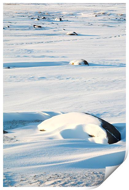 Early Morning on the Tundra Canada Print by Carole-Anne Fooks