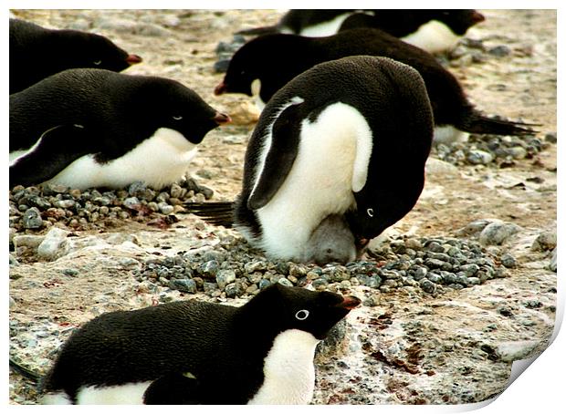 Get Back in the Warm Chick: Adelie Penguin Print by Carole-Anne Fooks