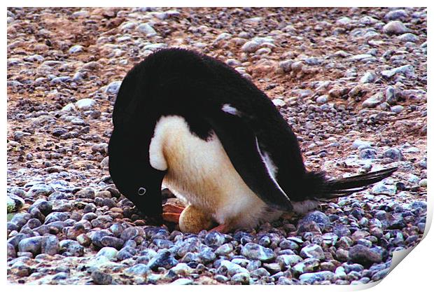 Adelie Penguin Turning Its Egg Print by Carole-Anne Fooks
