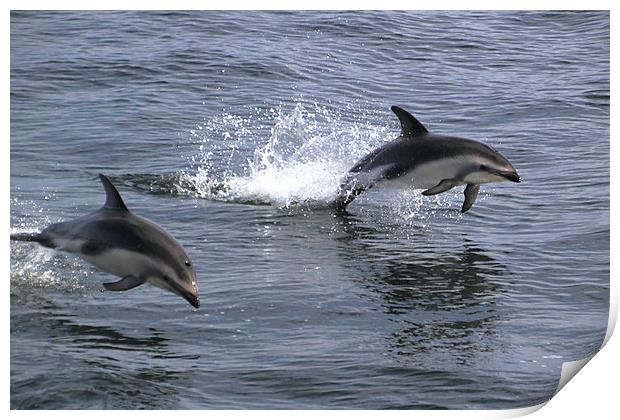Peales Dolphins Porpoising Print by Carole-Anne Fooks