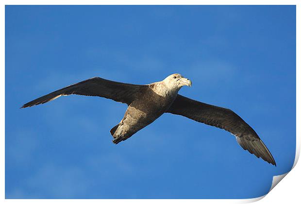 Giant Petrel Soaring Above Print by Carole-Anne Fooks