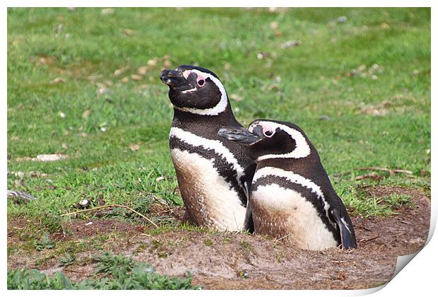 Magellanic Penguin Pair in Their Nesting Burrow Print by Carole-Anne Fooks