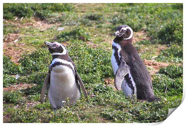 Magellanic Penguin Near Their Nesting Burrow Print by Carole-Anne Fooks