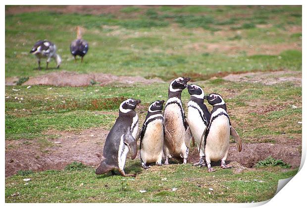 Magellanic Penguins Near Their Nesting Burrows Print by Carole-Anne Fooks