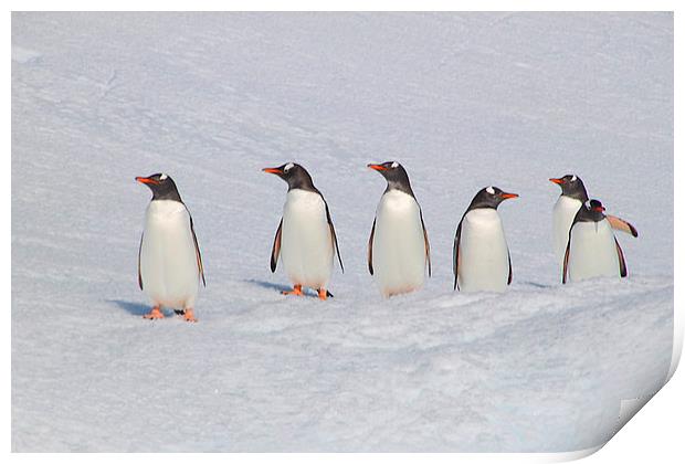 Gentoo Penguins in Conference Print by Carole-Anne Fooks