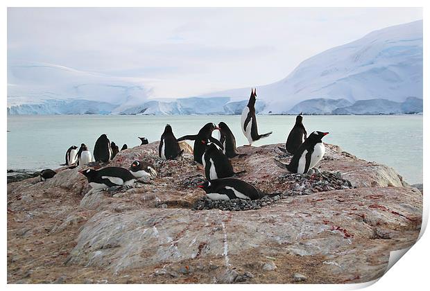 Gentoo Penguin Rookery Antarctica Print by Carole-Anne Fooks