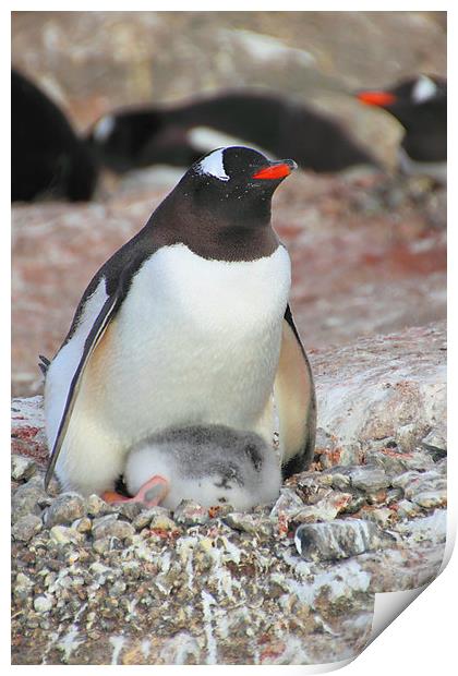 Gentoo Penguin With Chick Print by Carole-Anne Fooks