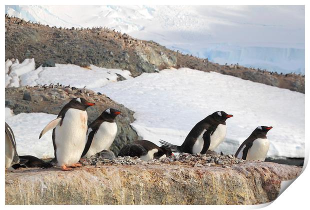Gentoo Penguins In The Rookery Print by Carole-Anne Fooks