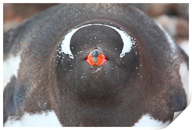 Full Face Penguin Portrait Print by Carole-Anne Fooks