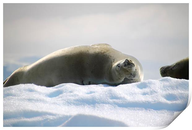 Crabeater Seal Enjoying the Sun Print by Carole-Anne Fooks