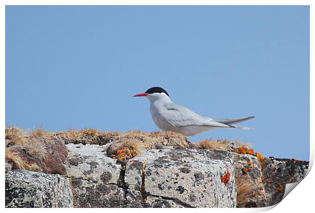 Antarctic Tern In The Rookery Print by Carole-Anne Fooks