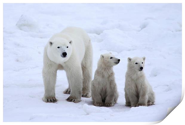 Family Portrait #3 - Polar Bears Print by Carole-Anne Fooks